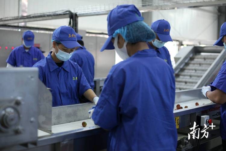年规划产能900万箱全国最大荔枝饮料生产基地在茂名投产