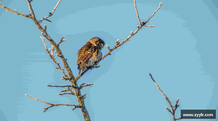 燃烧激情，追逐胜利